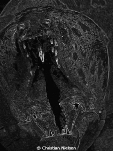 Spotface Moray converted to B/W and then applied filter c... by Christian Nielsen 